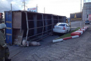 W naberezhnye chelny w wypadku zabił sześć świń W naberezhnye chelny w wypadku zabił sześć świń